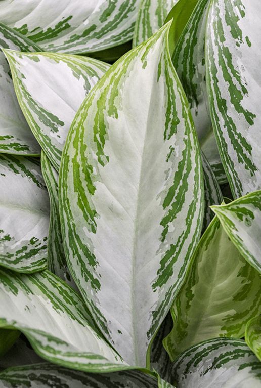 Hoya Krohniana Silver blad