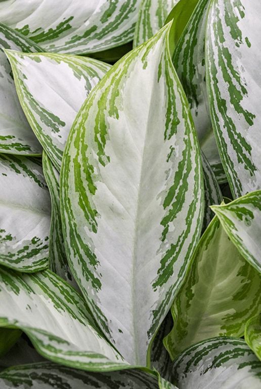 Aglaonema silver bay blad plant