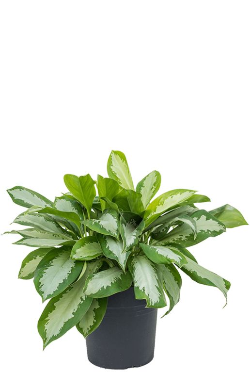 Philodendron Brandtianum