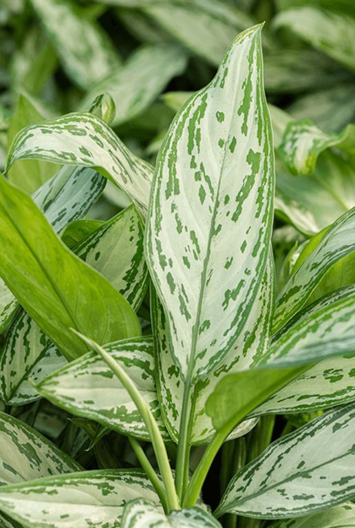 Monstera Siltepecana
