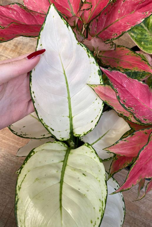 Hoya Krohniana Silver blad