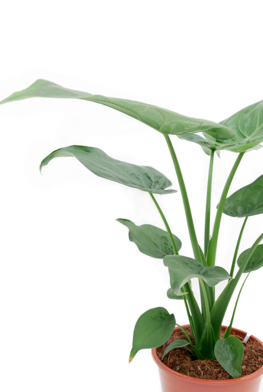 Alocasia Branchifolia Pink Passion