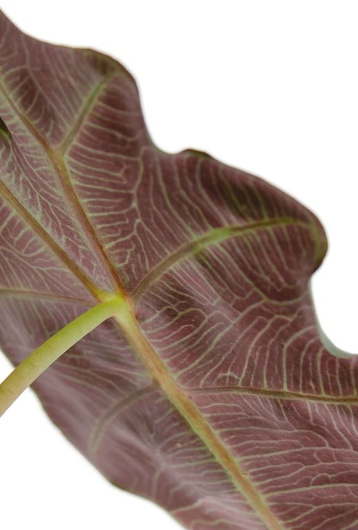 Alocasia polly onderkant blad