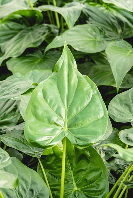Monstera Siltepecana