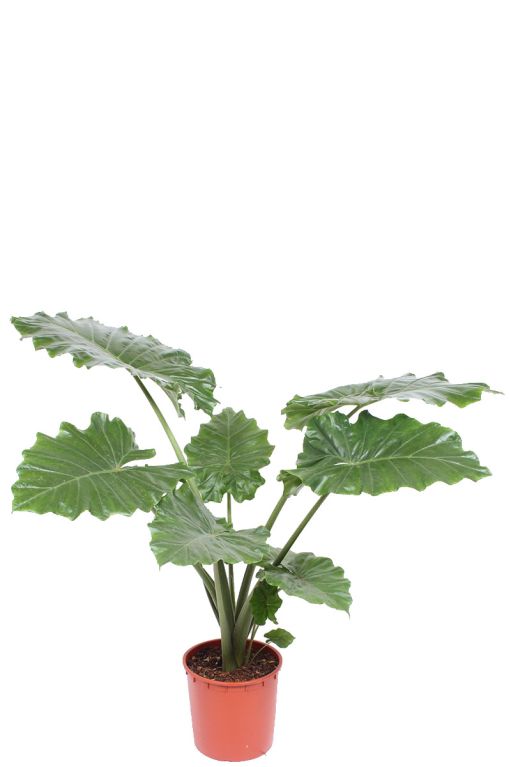 Alocasia Branchifolia Pink Passion blad