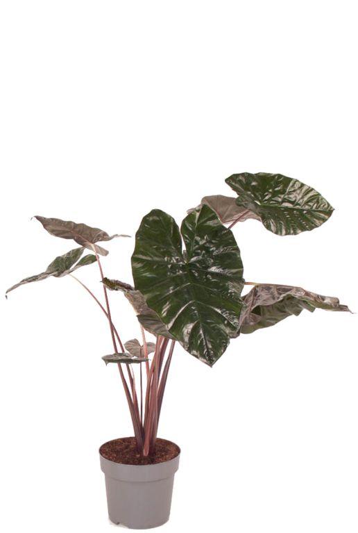 Monstera Siltepecana