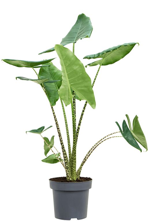 Monstera Siltepecana