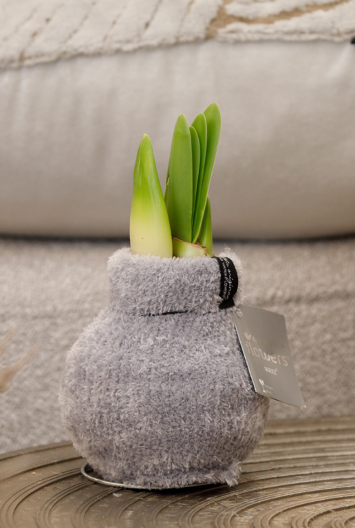 Amaryllis cozy fluffy grijs sfeer