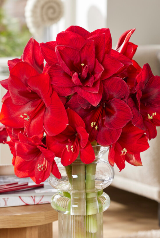 Amaryllis kolibri rood sfeer
