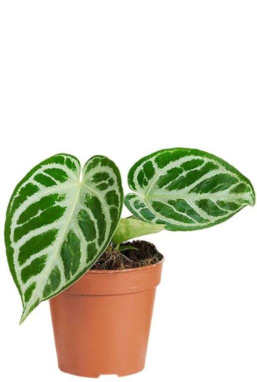 Monstera Siltepecana