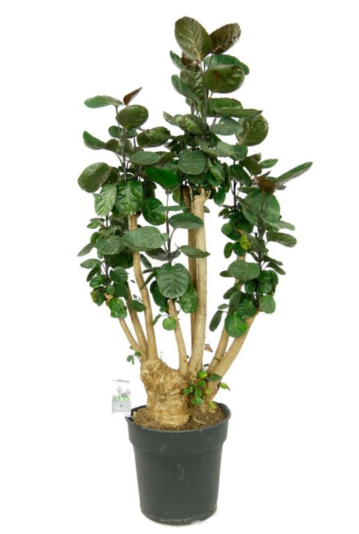 Hoya Krohniana Silver blad