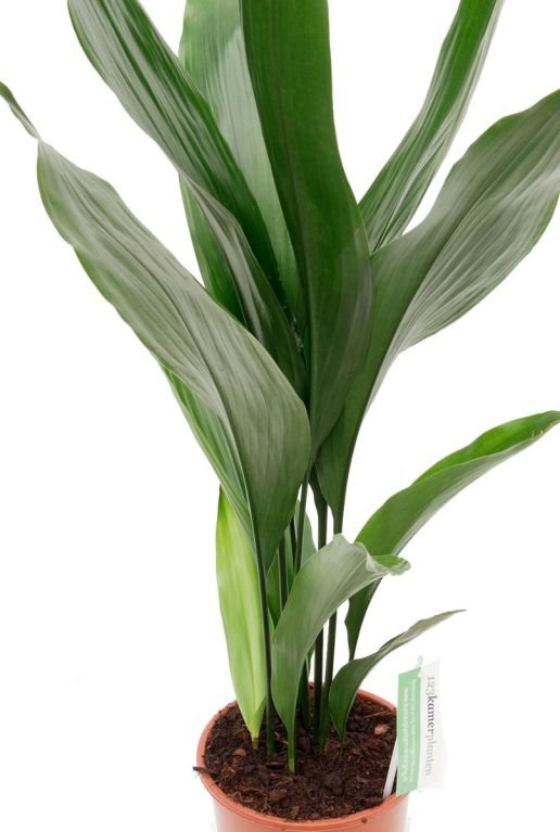 Aspidistra Eliator