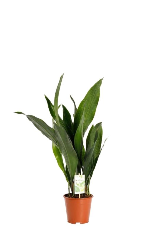 Monstera Siltepecana