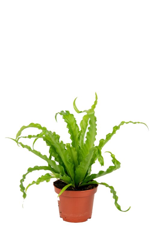 Asplenium-antiquum-osaka-kamerplant