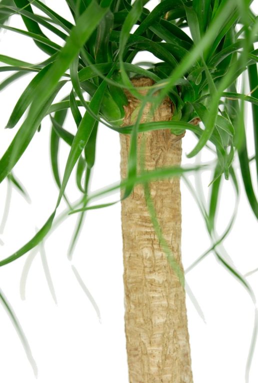 Monstera Siltepecana