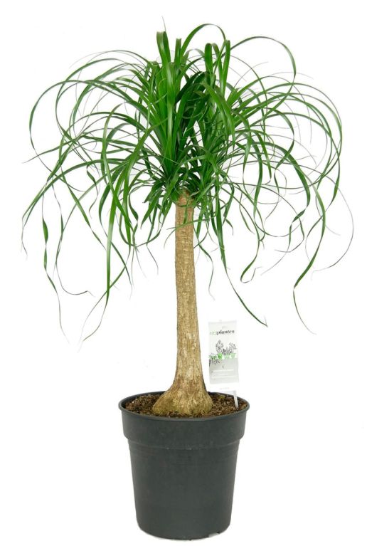 Beaucarnea Recurvata