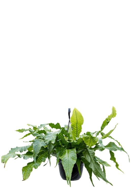 Bijzondere microsorum crocodyllus kamerplant