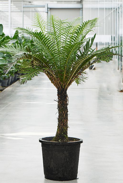 Blechnum gibbum boomvaren