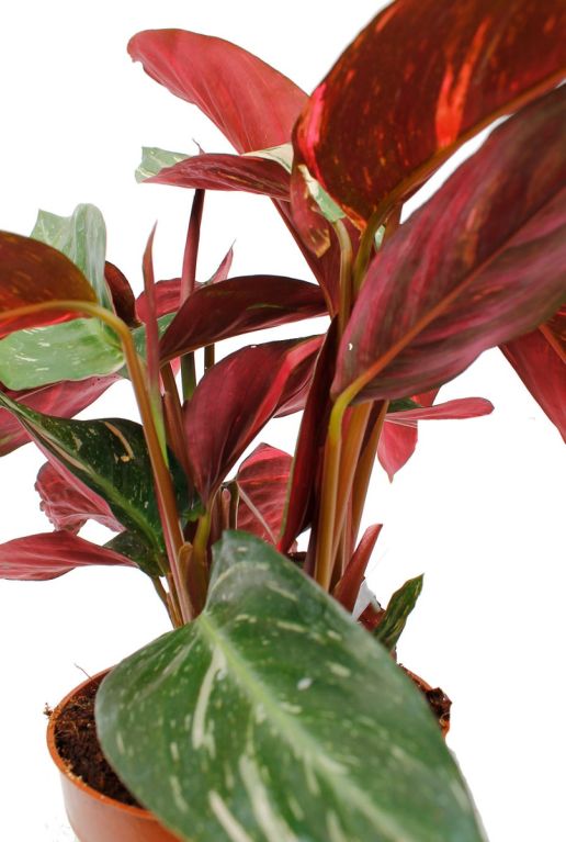 Monstera Siltepecana