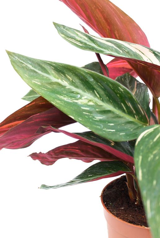 Alocasia Branchifolia Pink Passion blad
