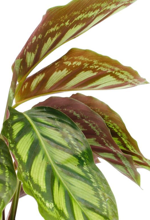 Calathea Flamestar