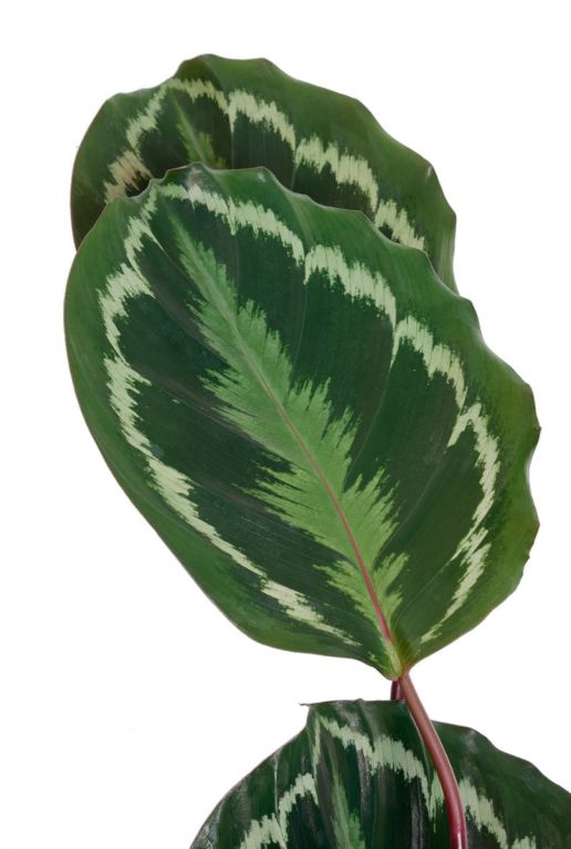 Calathea Medallion