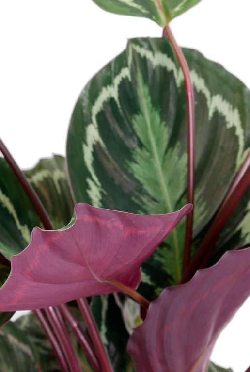 Calathea Medallion