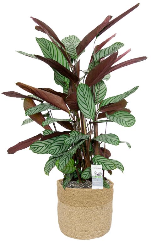 Monstera Siltepecana