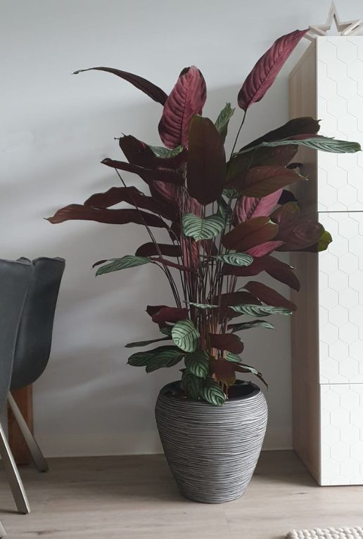 Calathea kamerplanten