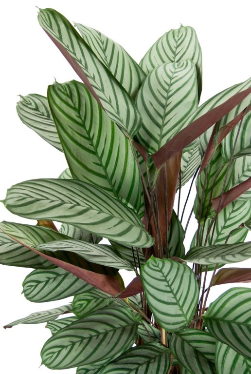 Alocasia Branchifolia Pink Passion blad
