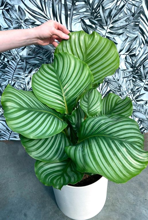 Calathea orbifolia pauwenplant