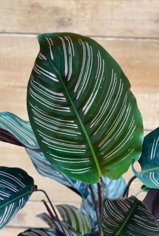 Calathea ornata plant