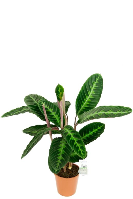 Hoya Krohniana Silver blad