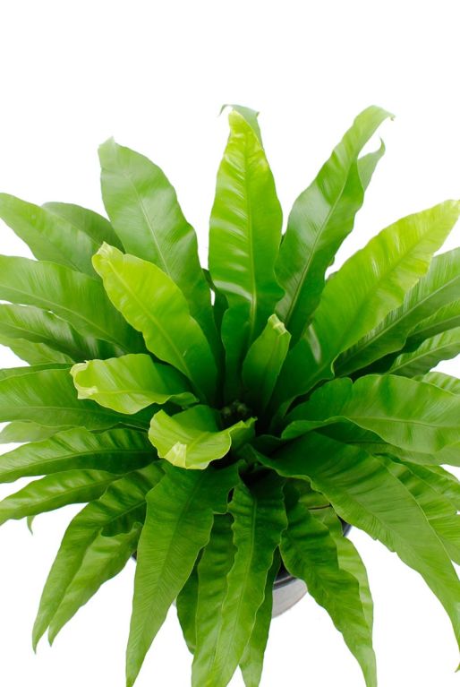 Asplenium varen met fel groene bladeren