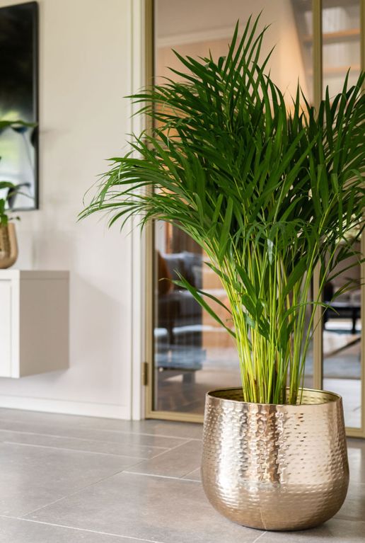 Monstera Siltepecana
