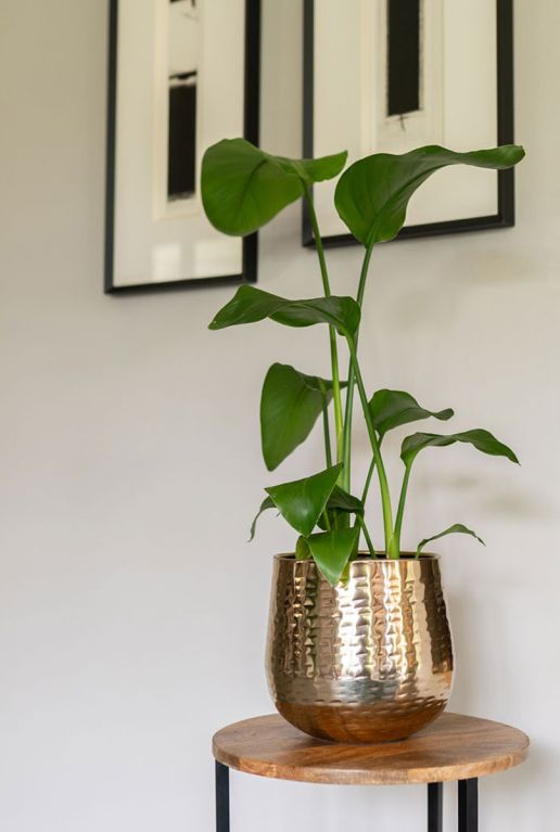 Carly bloempot goud strelitzia