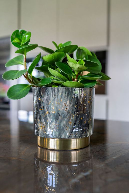 Hoya Krohniana Silver blad