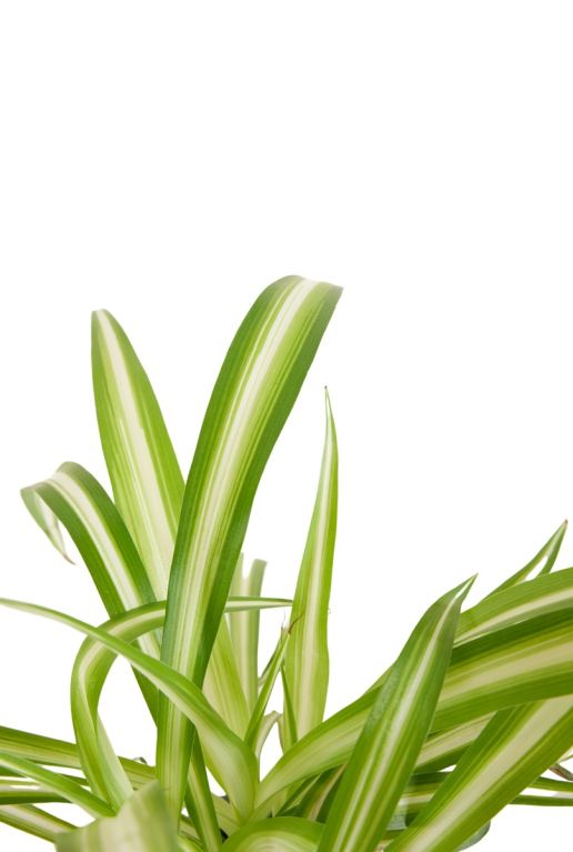 Monstera Siltepecana