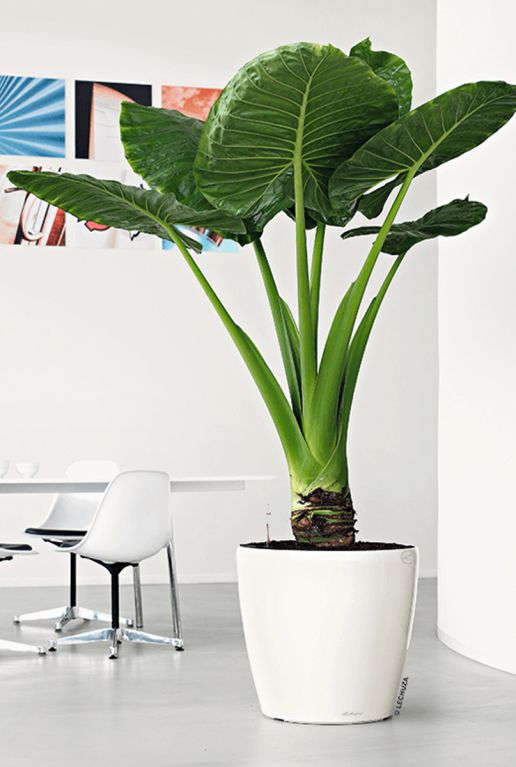 Classico grote wit pot alocasia