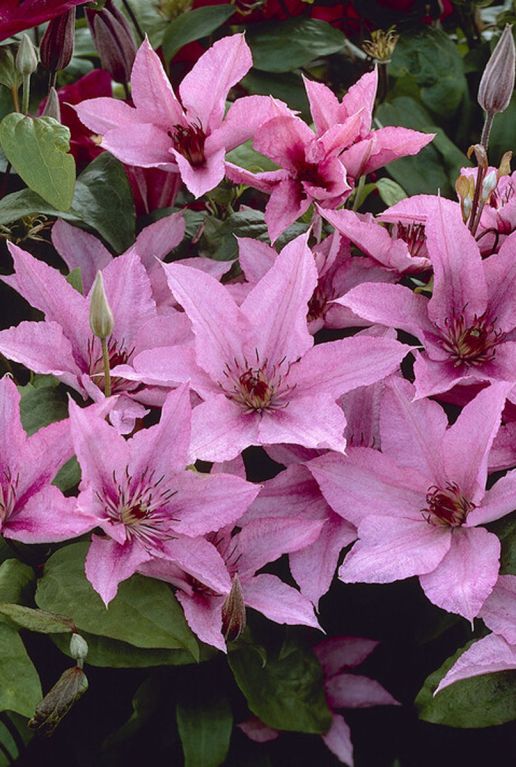 Clematis hagley hybrid sfeer