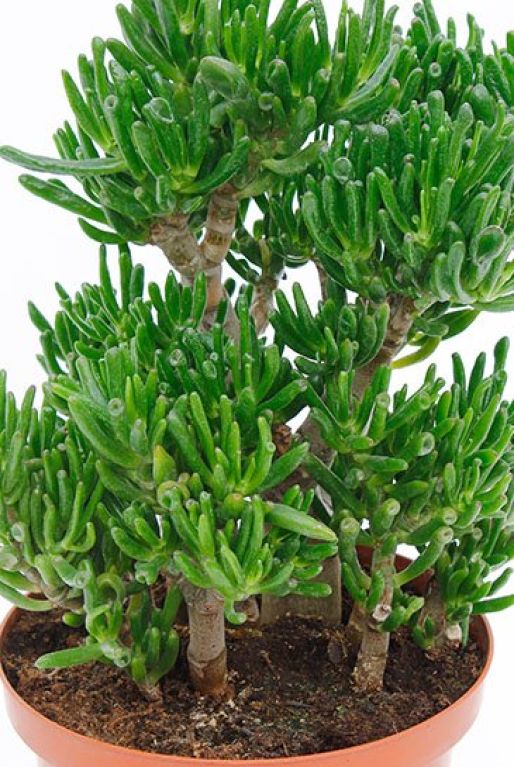 Hoya Krohniana Silver blad