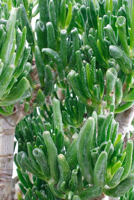 Crassula horntree