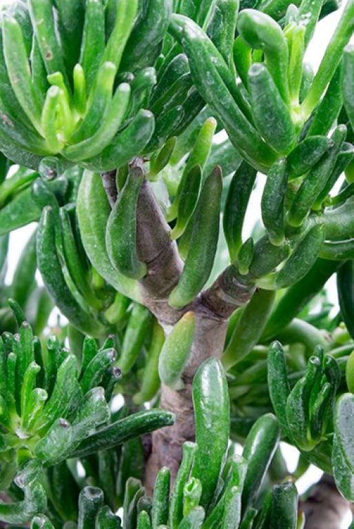 Hoya Krohniana Silver blad