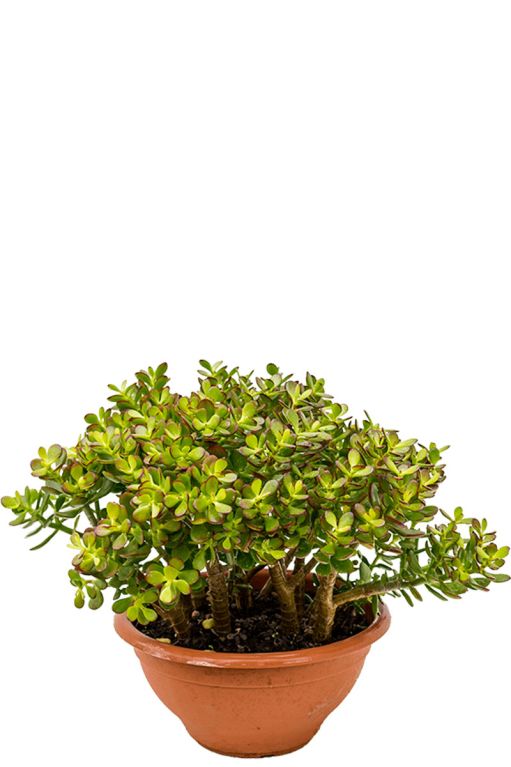 Crassula ovata minor kamerplant