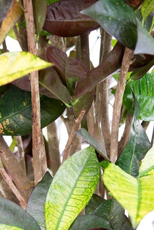 Hoya Krohniana Silver blad