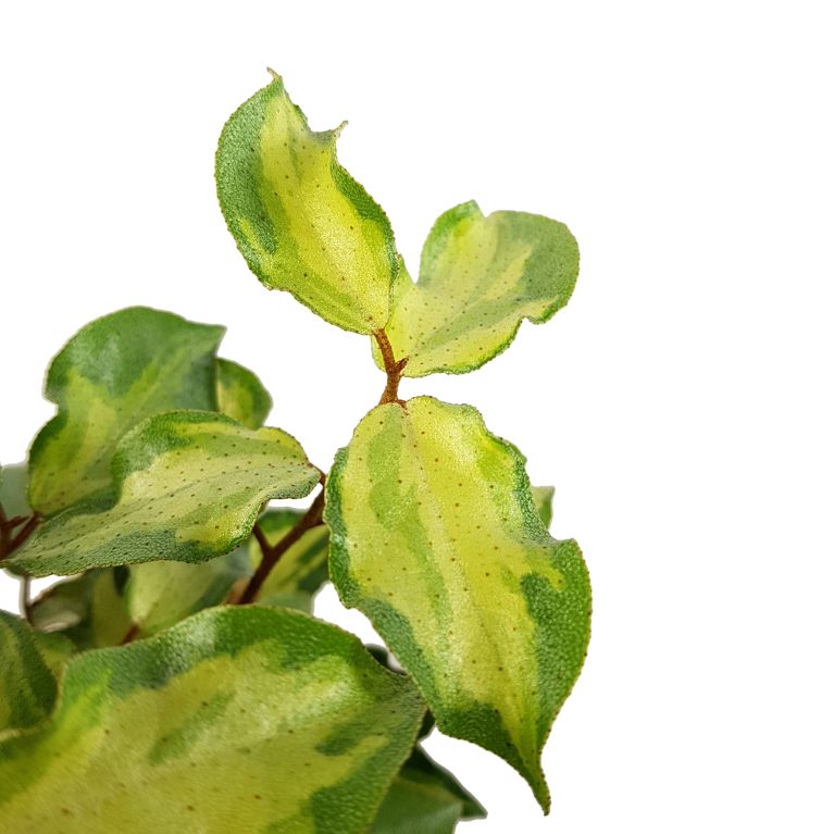 Epipremnum Pinnatum Global Green