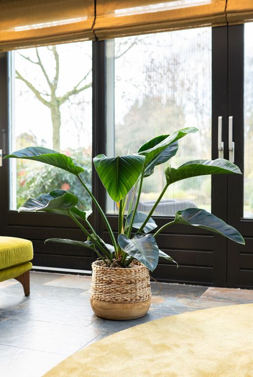 Monstera Siltepecana