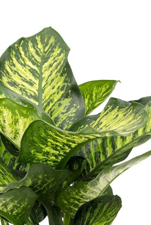 Dieffenbachia maroba