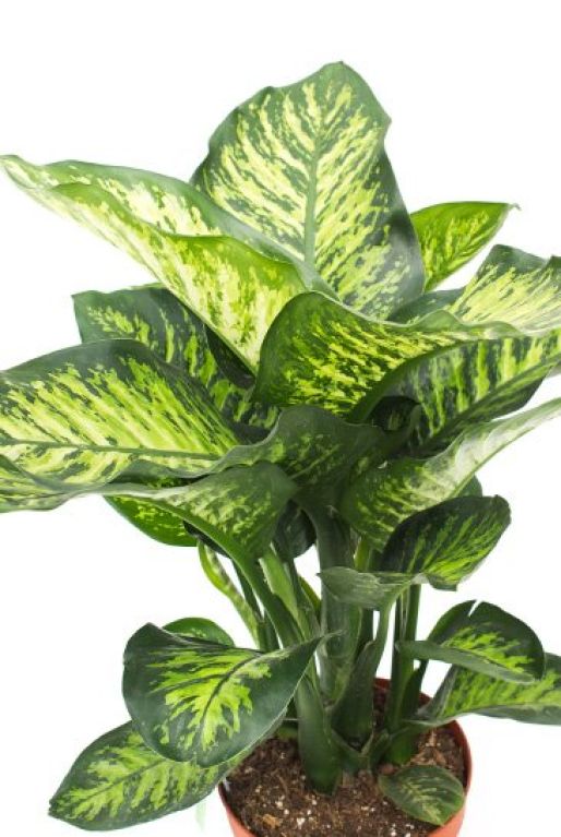 Dieffenbachia maroba