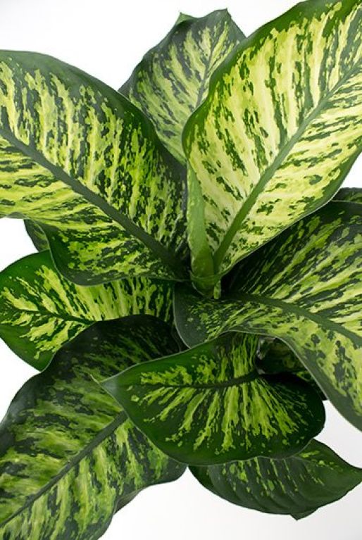 Dieffenbachia maroba